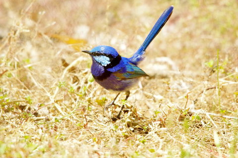 Yelverton Brook Conservation Sanctuary - Perths Hotel 23