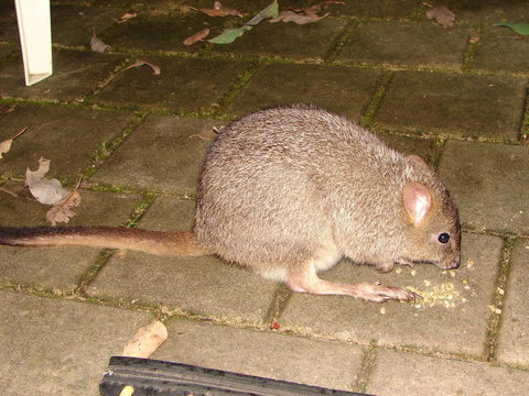 Yelverton Brook Conservation Sanctuary - Perths Hotel 37