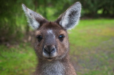 Yelverton Brook Conservation Sanctuary - Perths Hotel 25
