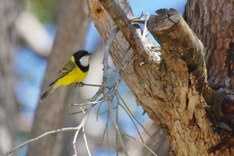 Yelverton Brook Conservation Sanctuary - Perths Hotel 35