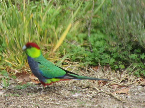 Di's Cabin In Dwellingup - Perths Hotel 26