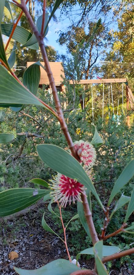 Di's Cabin In Dwellingup - Perths Hotel 4