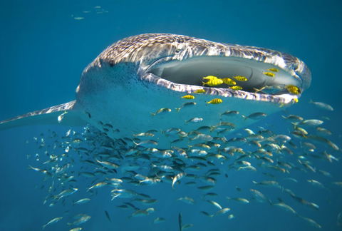 Sal Salis Ningaloo Reef - Perths Hotel 20