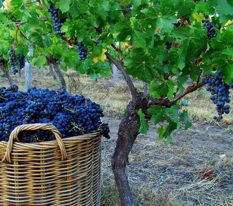 Sienna Lodge - Perths Hotel 17