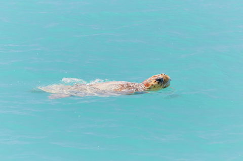 RAC Monkey Mia Dolphin Resort - Perths Hotel 20