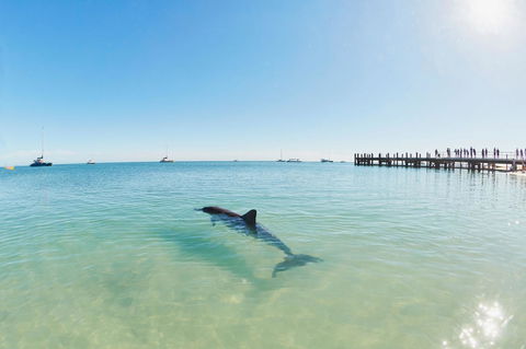 RAC Monkey Mia Dolphin Resort - Perths Hotel 1