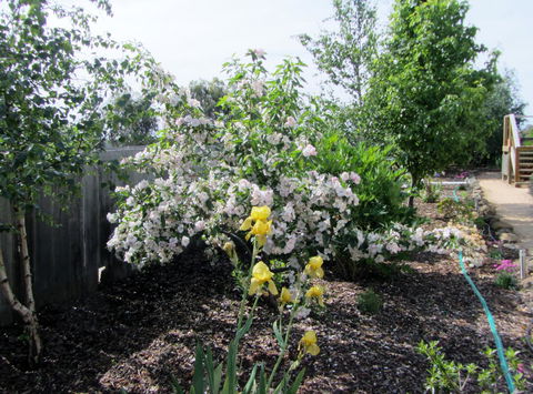Elm Trees Accommodation @ Ross - Perths Hotel 7