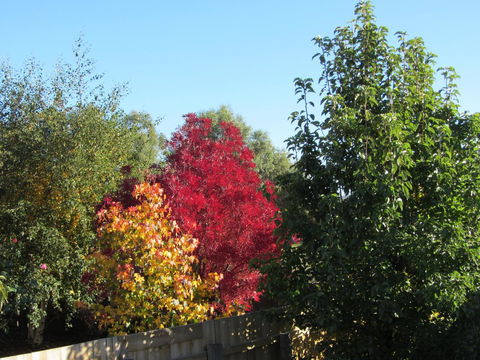 Elm Trees Accommodation @ Ross - Perths Hotel 21