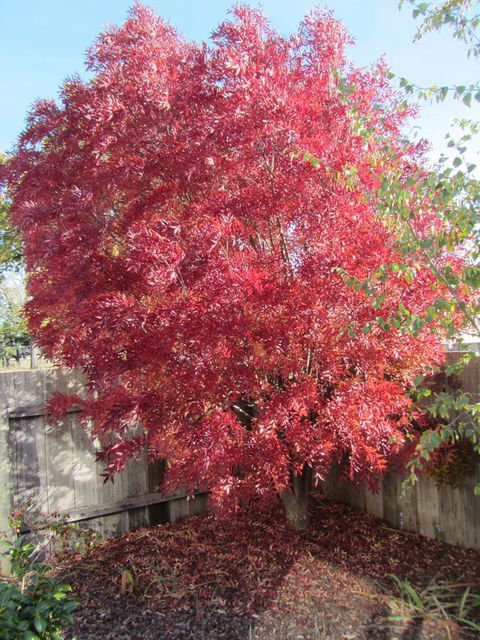 Elm Trees Accommodation @ Ross - Perths Hotel 22