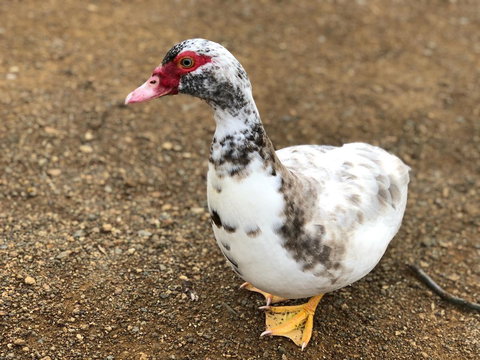 A Cottage In Richmond - Perths Hotel 19