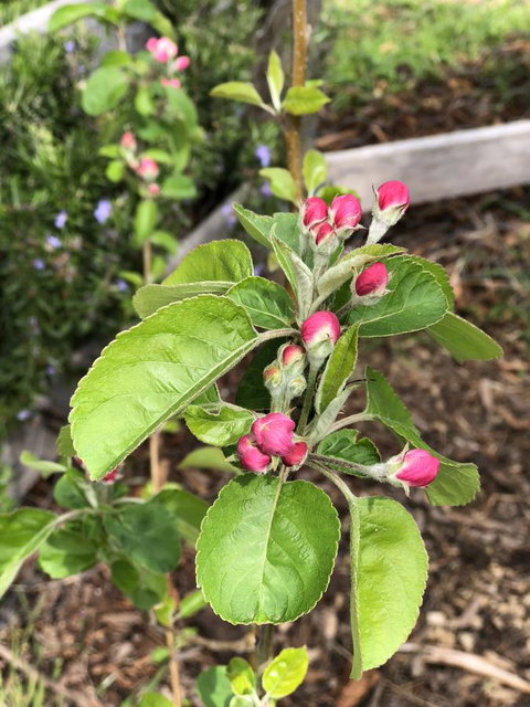 A Cottage In Richmond - Perths Hotel 18