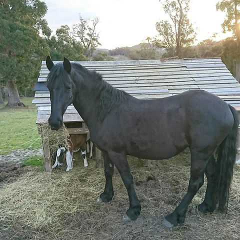 Glengarry Farm Stay BnB - Perths Hotel 12