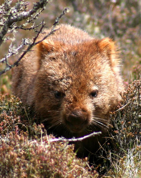 Cradle Mountain Love Shack - Perths Hotel 24