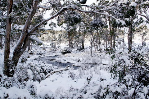 Cradle Mountain Love Shack - Perths Hotel 11