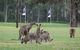 Riverside Oaks Golf Resort - thumb 3