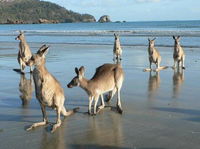 Book Seaforth Accommodation Vacations Perths Hotel Perths Hotel