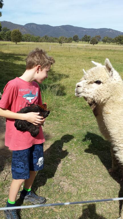 Starline Alpacas Farmstay Resort - Perths Hotel 3