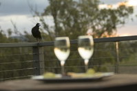 Book Forest Hill Accommodation Vacations Perths Hotel Perths Hotel