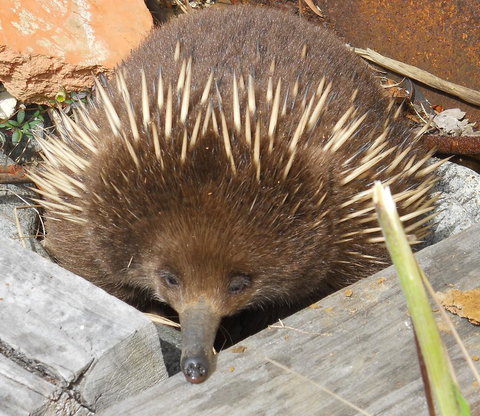 Southern Forest Accommodation - Perths Hotel 25