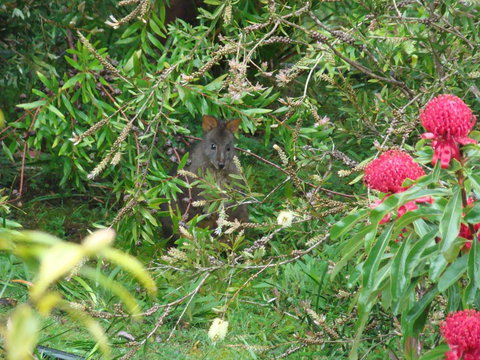 Southern Forest Accommodation - Perths Hotel 12