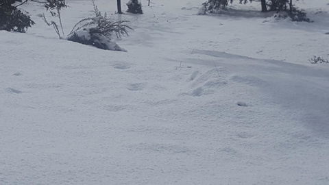Cradle Alpine Retreat - Perths Hotel 35