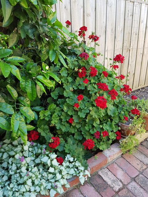 Healesville House - Fig Tree House - Perths Hotel 18