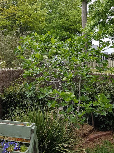 Healesville House - Fig Tree House - Perths Hotel 20