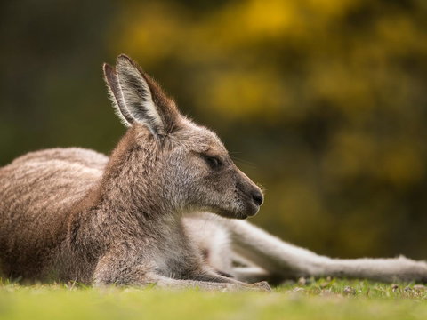 Gipsy Point Lodge & Cottages - Perths Hotel 39