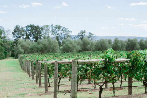 Tranquil Vale Vineyard - Perths Hotel 2