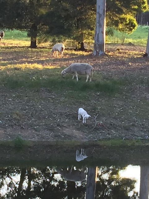 Tree Of Love Farm Stay - Perths Hotel 2