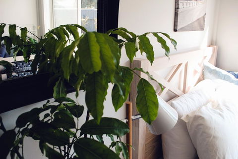Bed Of Roses - Perths Hotel 24