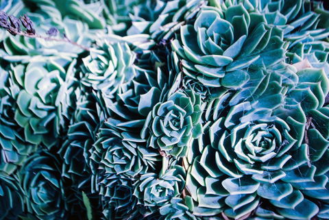 Bed Of Roses - Perths Hotel 32