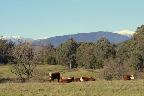 3 Bells Alpine Cottage - Perths Hotel 21