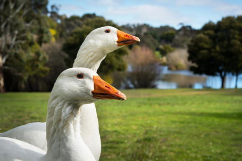 Lake Como Villa - Perths Hotel 11