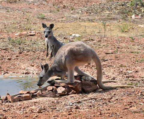 Ironbark House - Perths Hotel 19