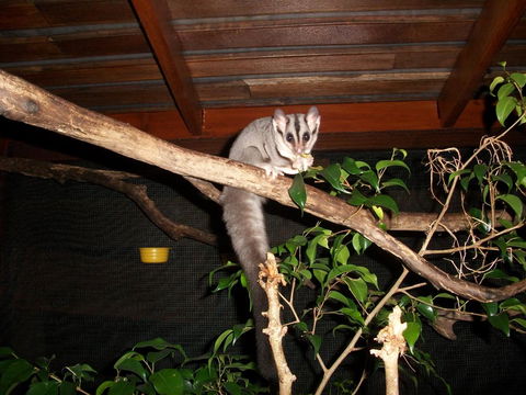 Forest Lodge: Little Villa - Perths Hotel 18