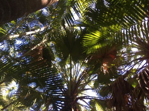 Casuarina - Perths Hotel 11