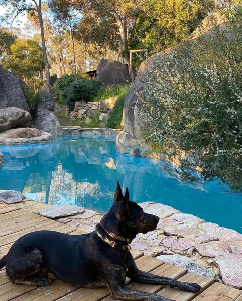 A Paradise For Dogs And A Magical Retreat For Hoomans - Perths Hotel 4