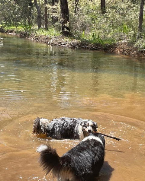 A Paradise For Dogs And A Magical Retreat For Hoomans - Perths Hotel 2