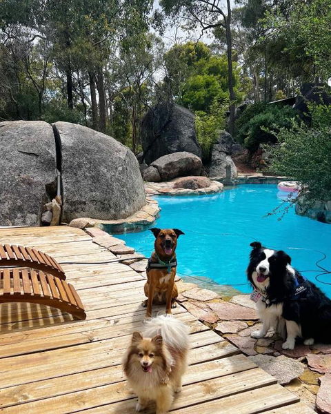 A Paradise For Dogs And A Magical Retreat For Hoomans - Perths Hotel 1