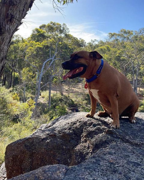 A Paradise For Dogs And A Magical Retreat For Hoomans - Perths Hotel 3