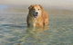 Baggies On Dutchies, 9 Burbong Street - Large Pet Friendly House With Spectacular Waterviews, Wi-Fi And Air Con - thumb 2