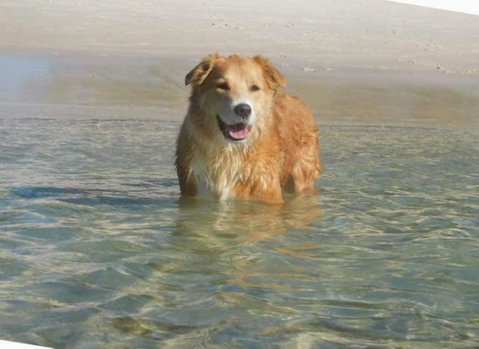 Baggies On Dutchies, 9 Burbong Street - Large Pet Friendly House With Spectacular Waterviews, Wi-Fi And Air Con - Perths Hotel 2