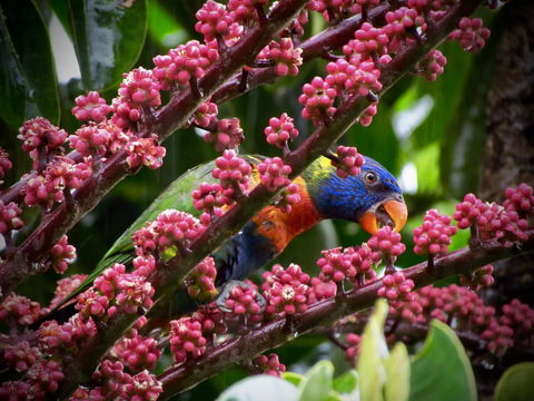 Daintree Manor B&B - Perths Hotel 4