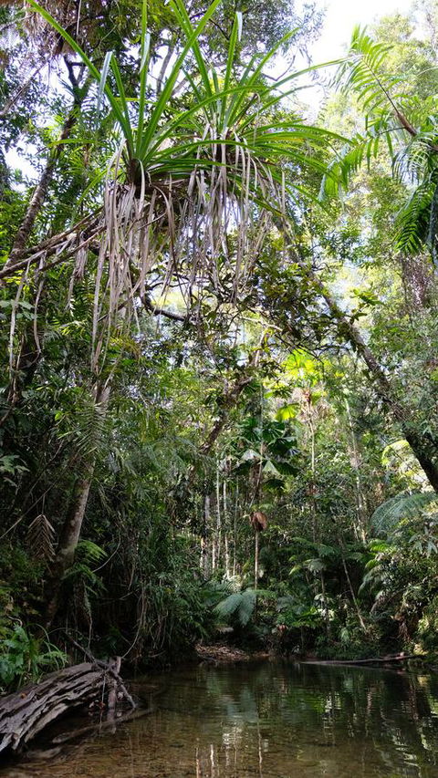 Daintree Manor B&B - Perths Hotel 7