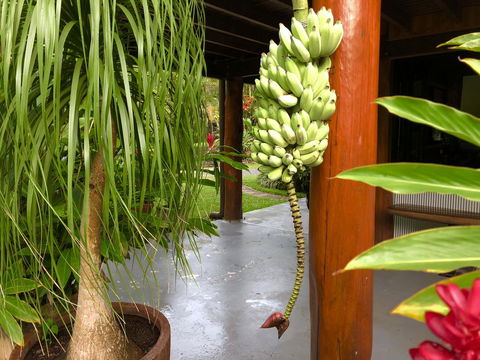 Daintree Manor B&B - Perths Hotel 10