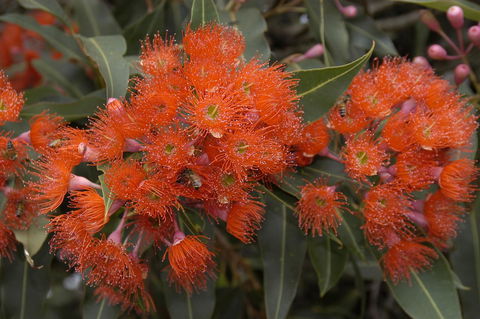 Ficifolia Lodge - Perths Hotel 26