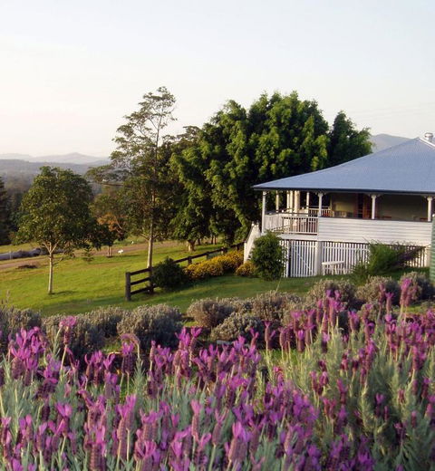 Dayboro - Blue Ridge Lavender Cottage - Perths Hotel 4