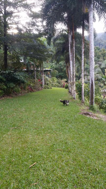 A Daintree Garden - Perths Hotel 1