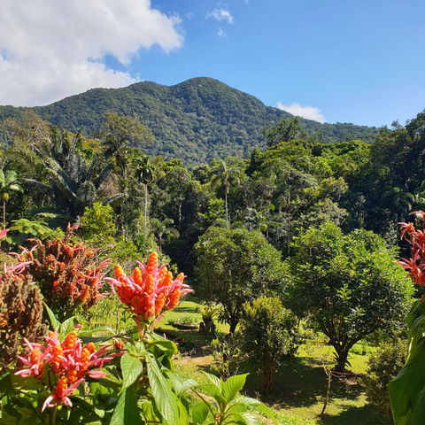 A Daintree Garden - Perths Hotel 3